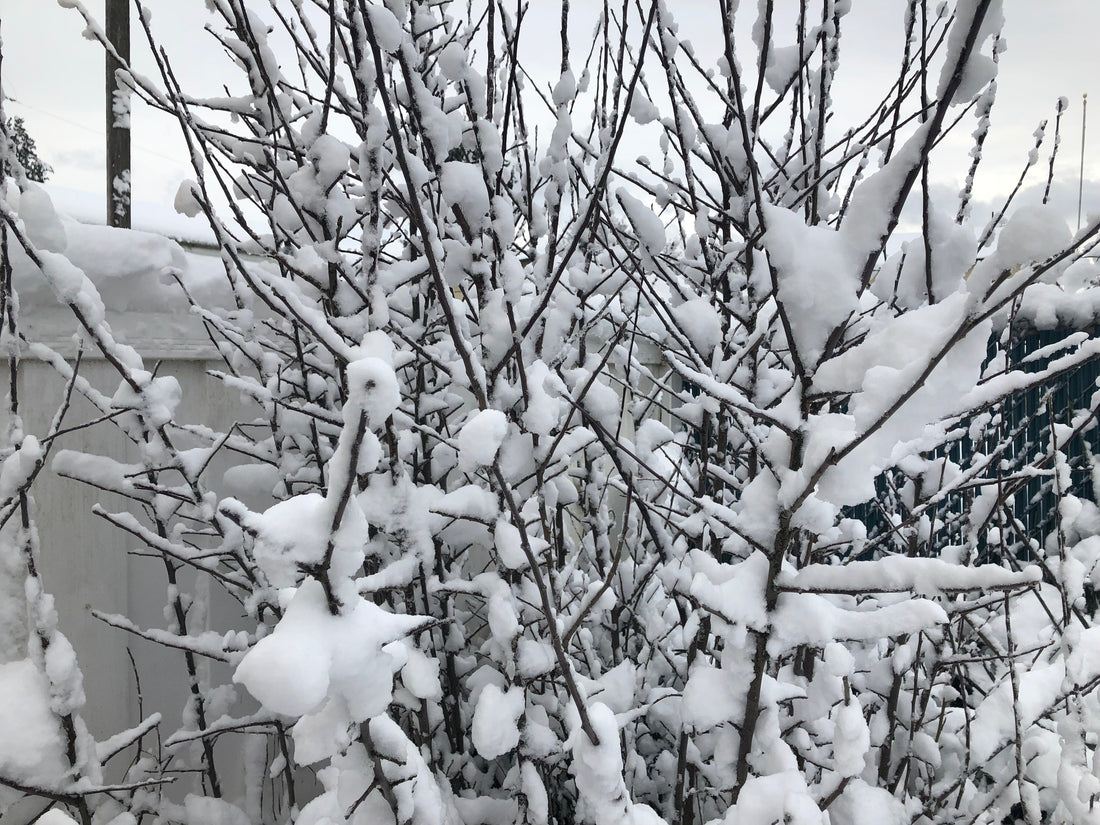 Snow in March?
