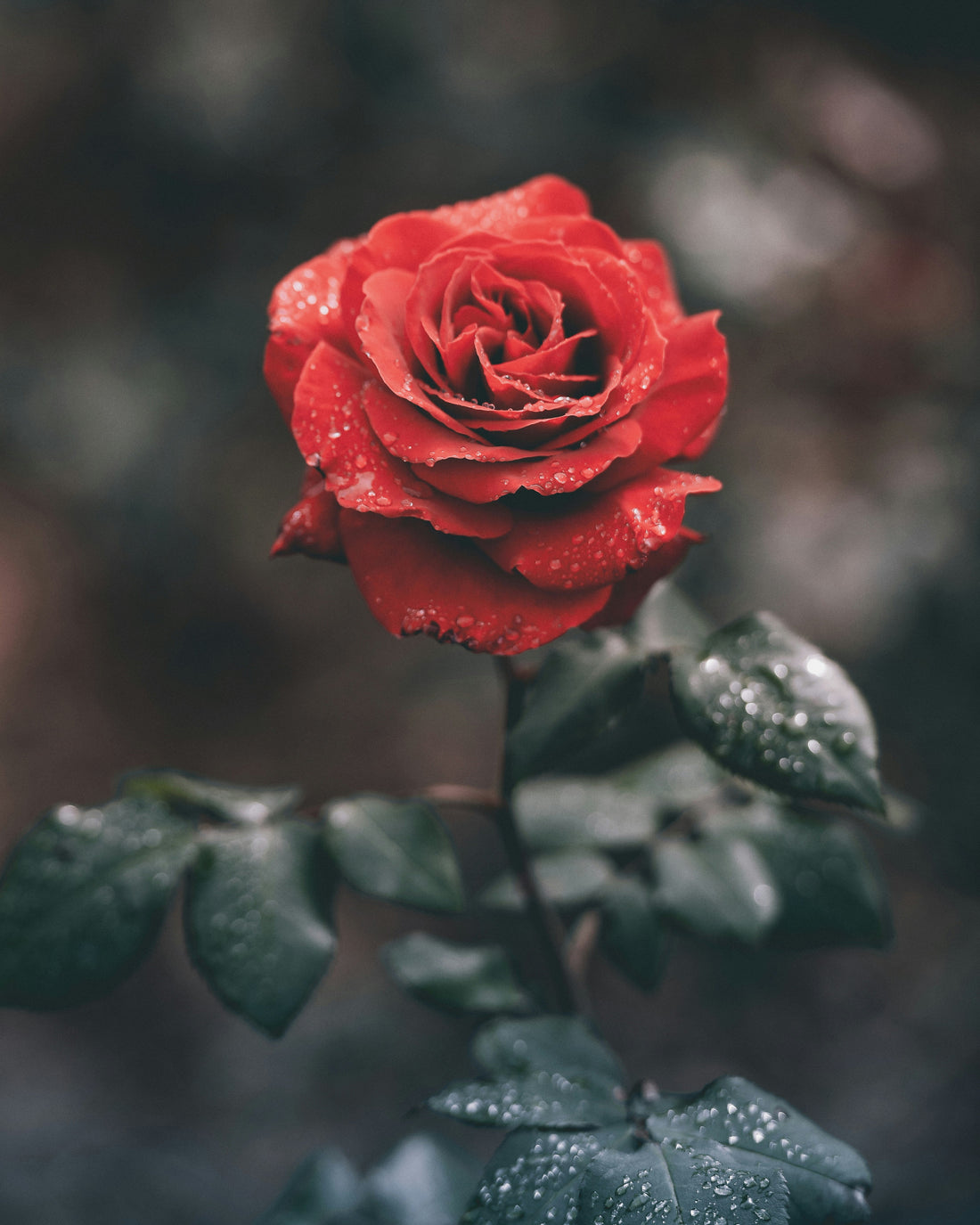 Finding a Little Romance in the Heart of Winter