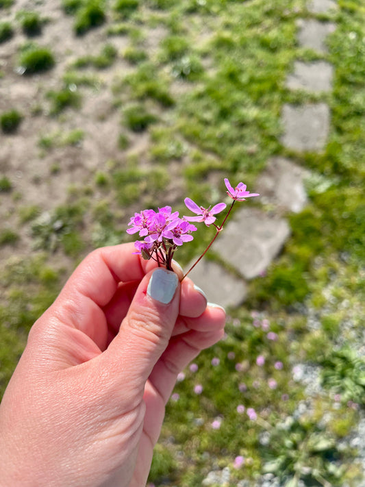 A Tiny Pause For You