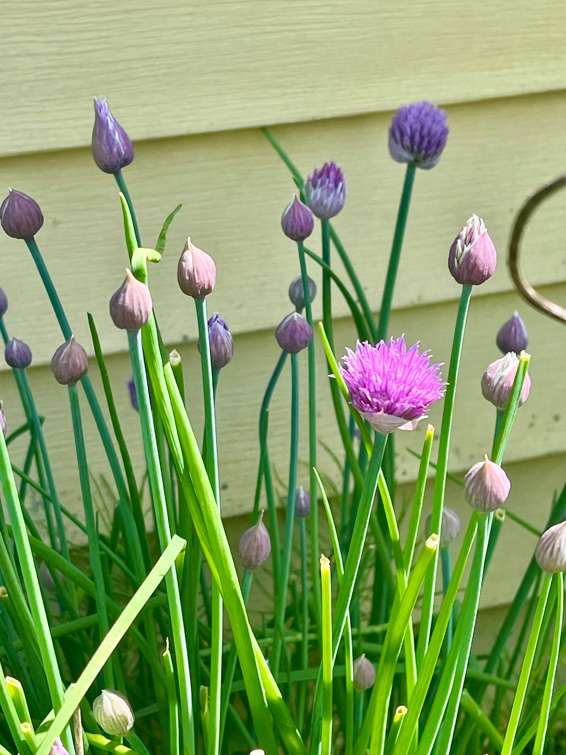 A Soft Spring Reminder