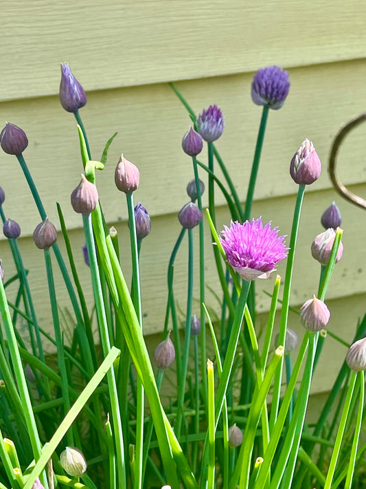 A Soft Spring Reminder